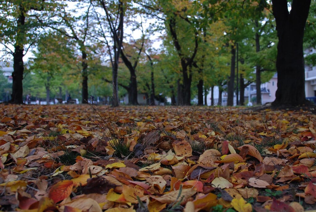 蒔田公園の写真 ©naitokz(CC BY-ND 2.0)