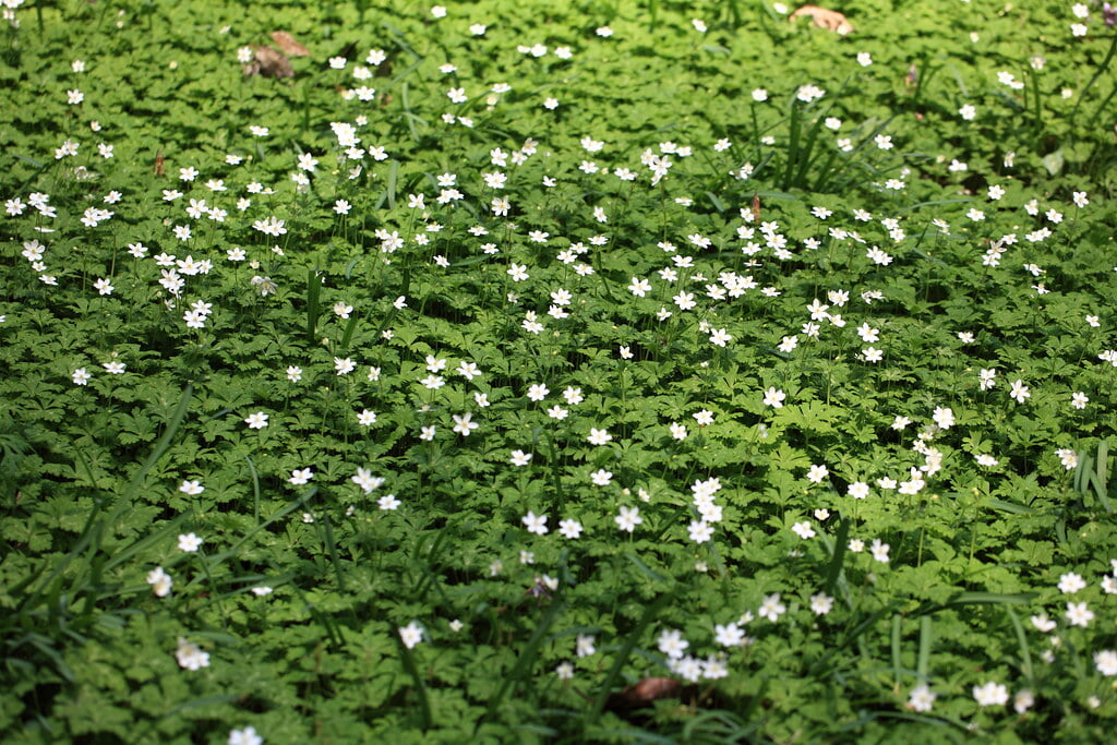 泉自然公園の写真 ©TANAKA Juuyoh (田中十洋)(CC BY 2.0)