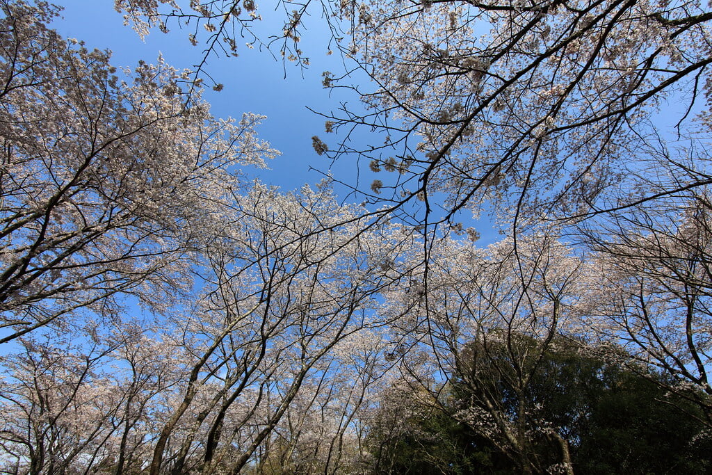 泉自然公園の写真 ©TANAKA Juuyoh (田中十洋)(CC BY 2.0)