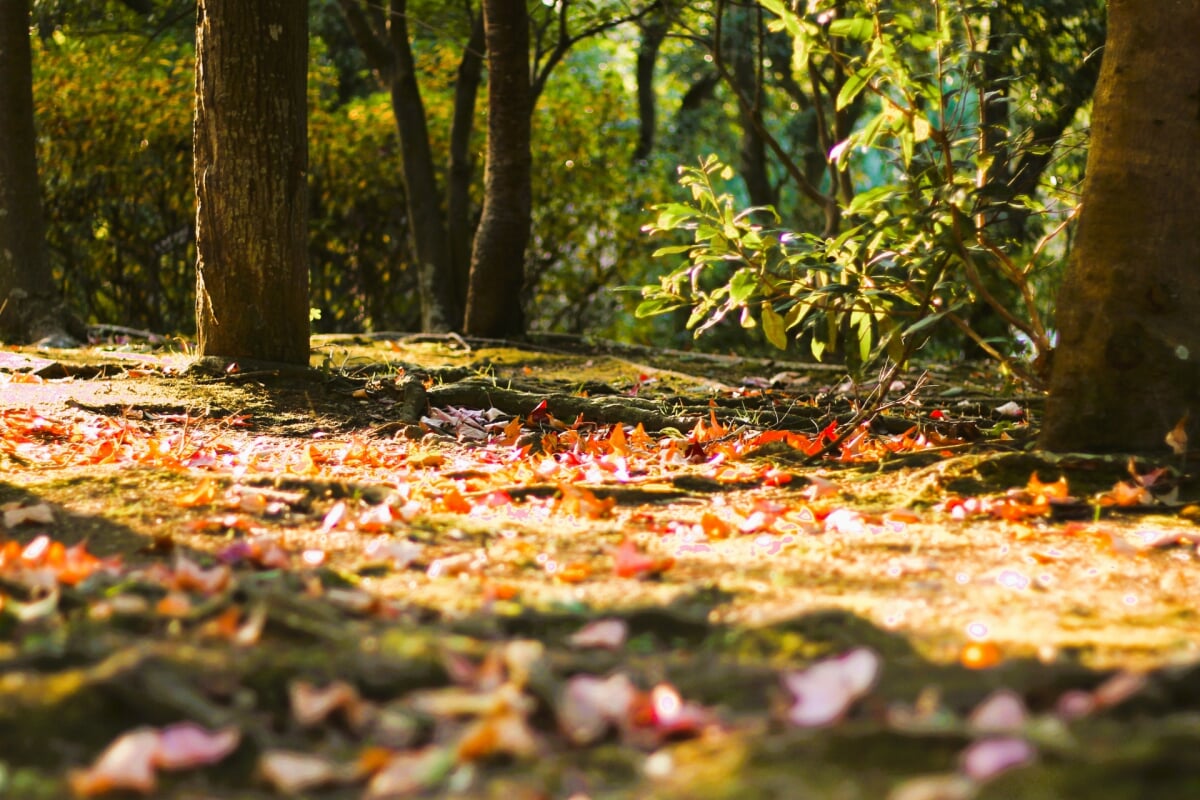 日岡山公園の写真 