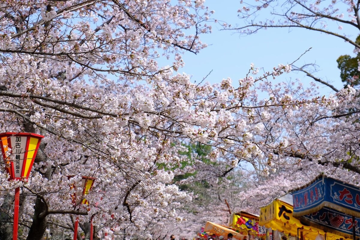 日岡山公園の写真 