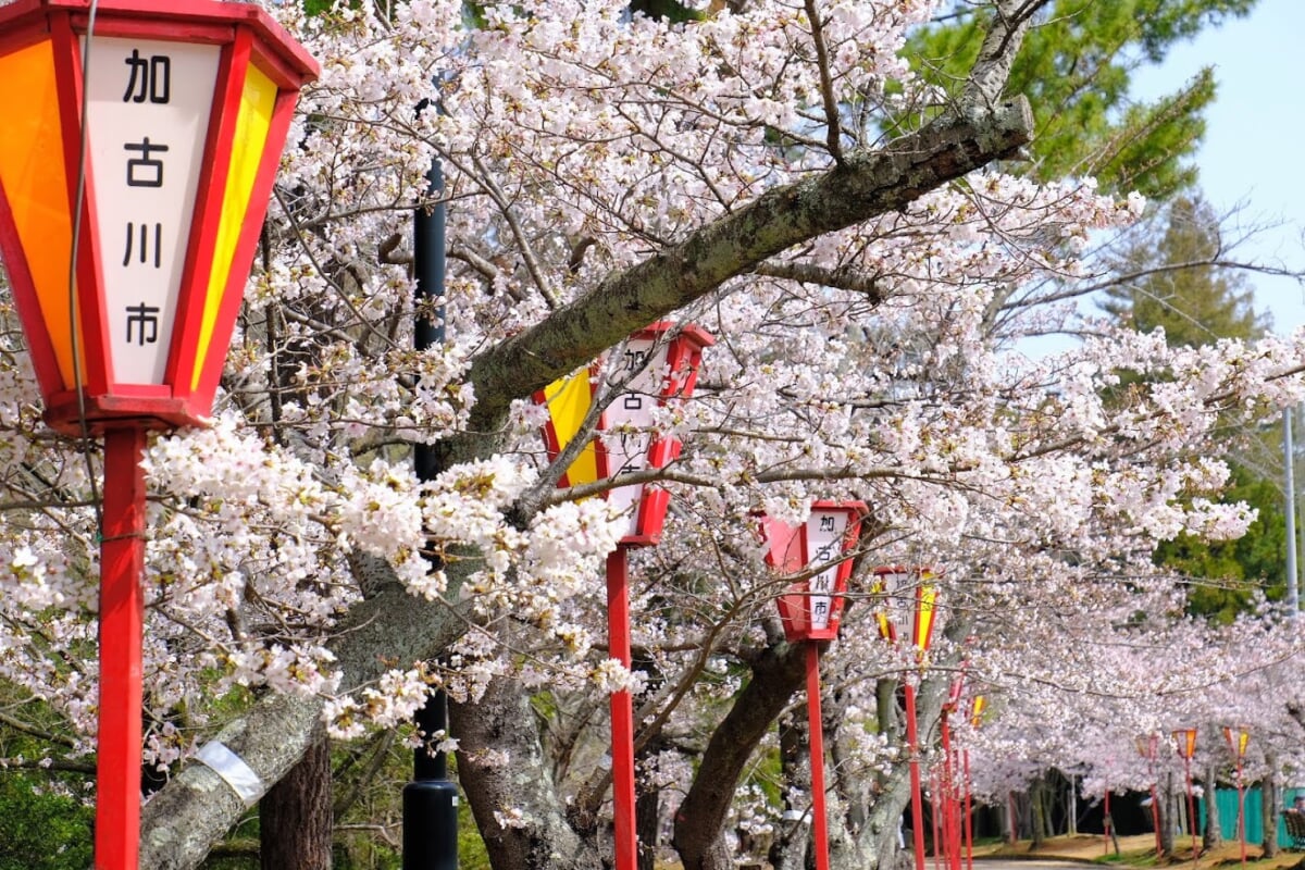 日岡山公園の写真 