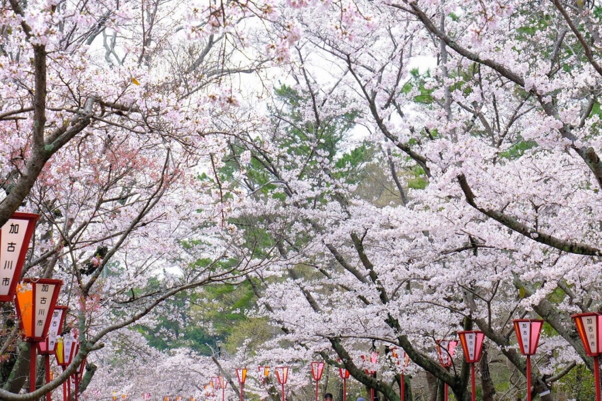 日岡山公園の写真 