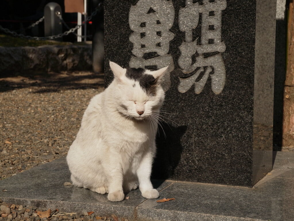 富岡八幡宮の写真 ©M.Murakami(CC BY-SA 2.0)