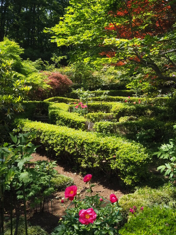 町田ぼたん園の写真 ©senngokujidai4434(CC BY 2.0)