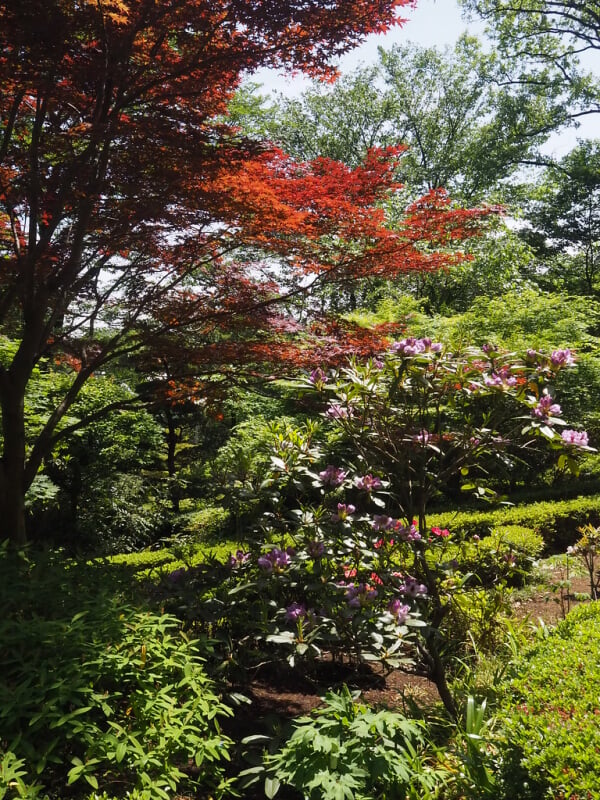 町田ぼたん園の写真 ©senngokujidai4434(CC BY 2.0)